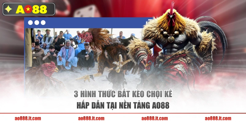 3 hình thức bắt kèo chọi kê hấp dẫn tại nền tảng AO88 