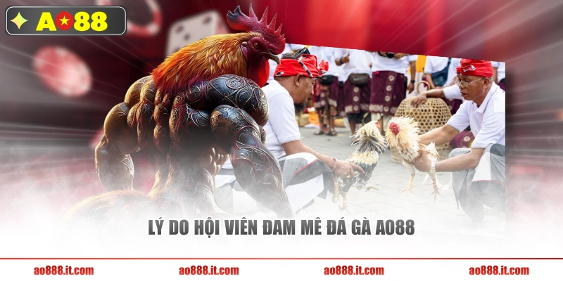 Lý do hội viên đam mê đá gà AO88 